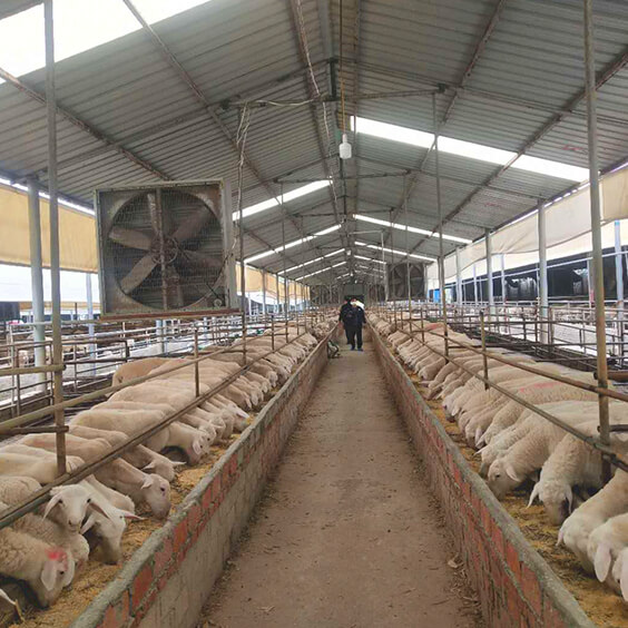 某羊養(yǎng)殖場通風(fēng)案例